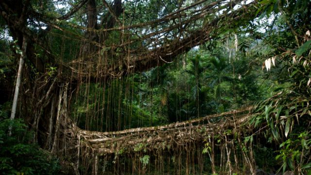 Puente viviente en India