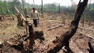20150810 MEDIO AMBIENTE BOSQUES CIENTÍFICOS MEXICANOS COMBATEN LA TALA, CREAN MADERA LÍQUIDA