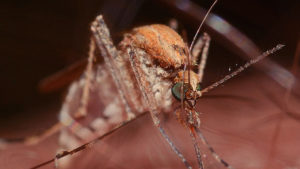 MOSQUITO INSECTO