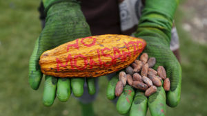 MEDIO AMBIENTE NO MONSANTO