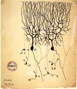 Fig.1-Dibujo-de-una-neurona-por-Santiago-Ramon-y-Cajal