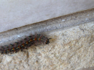 Gata-Peluda-Hylesia-Nigricans