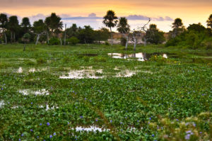 Ibera_Wetlands-Mesopotamia_Argentina-image