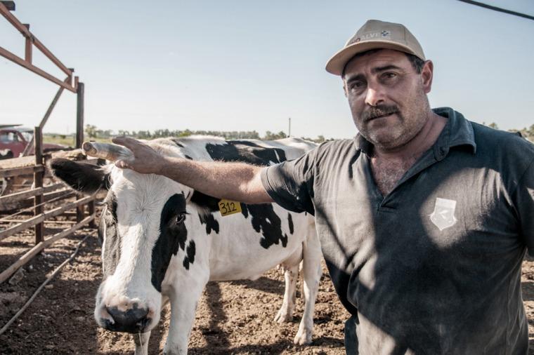 Productor Agropecuario Ganadero ganaderia vacas