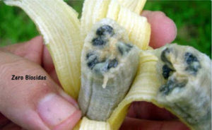 banana2Bebolaaa-1