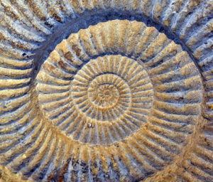 espiral-caracol