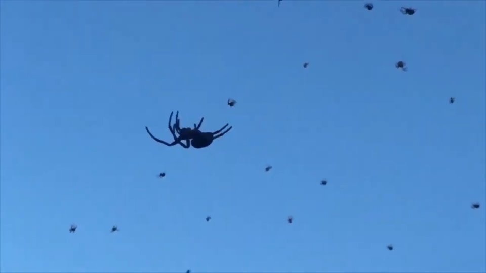 Lluvia de aranas NuevaRegion