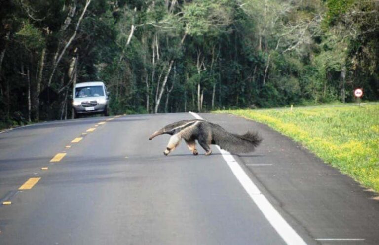 Prevención: Cómo evitar los animales sueltos en las rutas