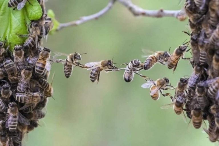 La supervivencia de numerosos ecosistemas depende de la polinización