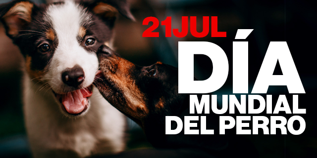 Día Mundial del Perro: principales enfermedades que tenés que conocer