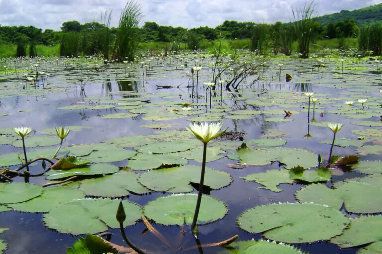 Argentina puede ser una potencia ambiental