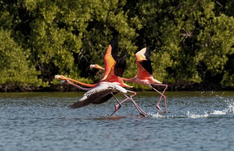 Nueva alianza para las aves migratorias se establece en América