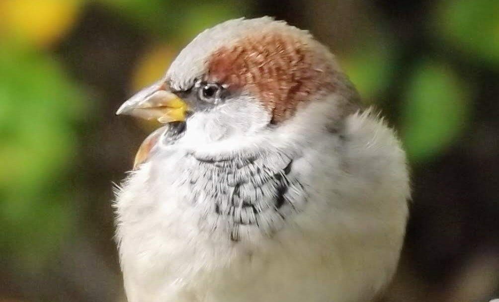 AVES MEDIO AMBIENTE GORRION