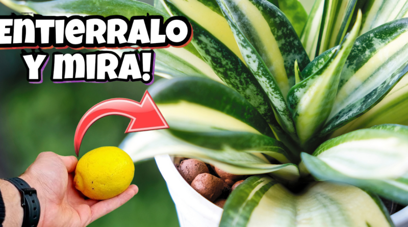 LIMÓN en tus PLANTAS! Pon su CÁSCARA y MIRA que Sucede