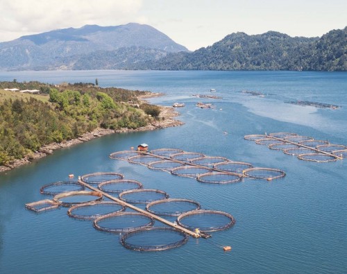 Chile: Otra más de Cooke: Juzgado de Puerto Aysén condena a salmonera y suspende operaciones en nueve centros de cultivo