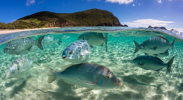 ONU aprueba Tratado Global de los Océanos tras 20 años de diálogo