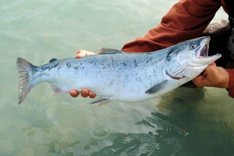 Reemplazar carnes rojas por pescado podría salvar cientos de miles de vidas al año