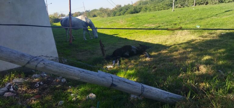 Puerto Desidia: Potrillo muere electrocutado y dos niños casi tocan los cables