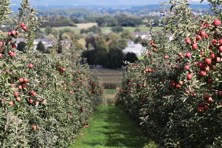 Argentina: Ya está en marcha el Programa de Fomento a la Fruticultura 2023 de la Provincia de Buenos Aires