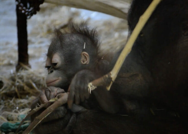 Críticas ecologistas al zoo de Barcelona