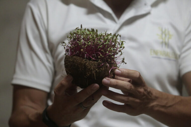 Apuestan por microvegetales y sistemas alimentarios urbanos sostenibles en Cuba