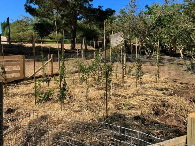 Chile: Exitosa cuarta plantación demostrativa del método Miyawaki en Tunquén