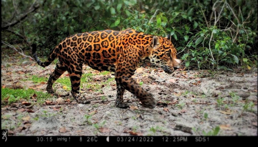 Guardianes de animales en peligro de extinción en ambos extremos bajo una «nube»