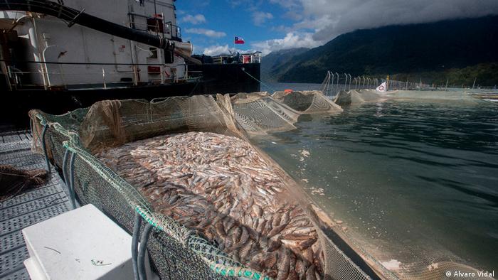 Chile: Comisión de Pesca pide caducar 457 concesiones salmoneras: Acusan falta de fiscalización de las autoridades