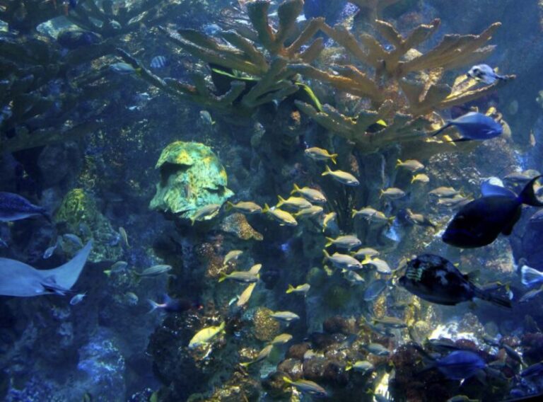 Chile: Urgente: Reportan masiva mortalidad de salmones por florecimiento de algas nocivas