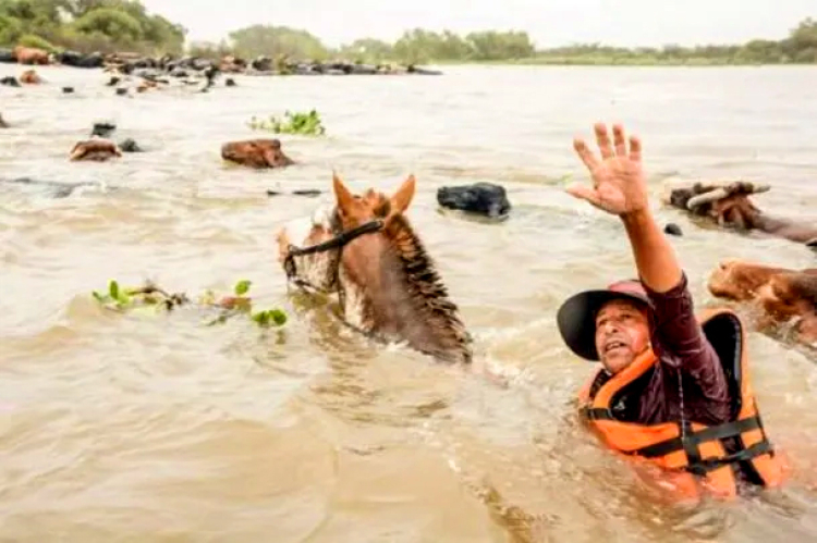 202312 Impresionante crecida del río Paraná: así intentan salvar al ganado