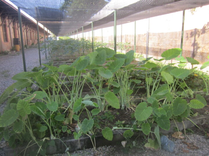 Huertos alimentan, educan y mejoran ambiente urbano en Brasil