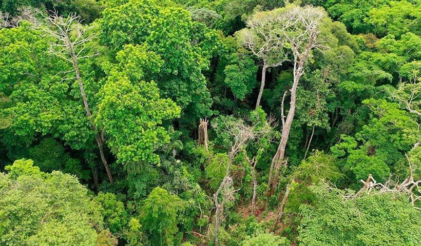 Mitad de árboles tropicales pertenece al 2,2 por ciento de especies