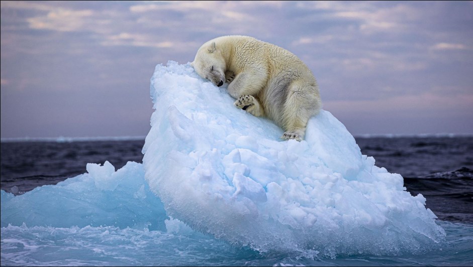 Un oso polar durmiendo sobre un iceberg gana el principal premio de fotografía de vida salvaje