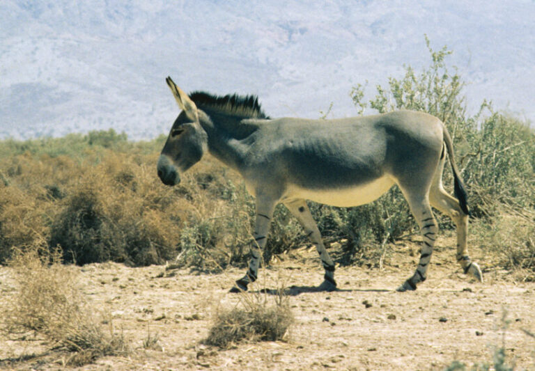 La Unión Africana prohíbe la exportación de pieles de burro para la medicina tradicional china