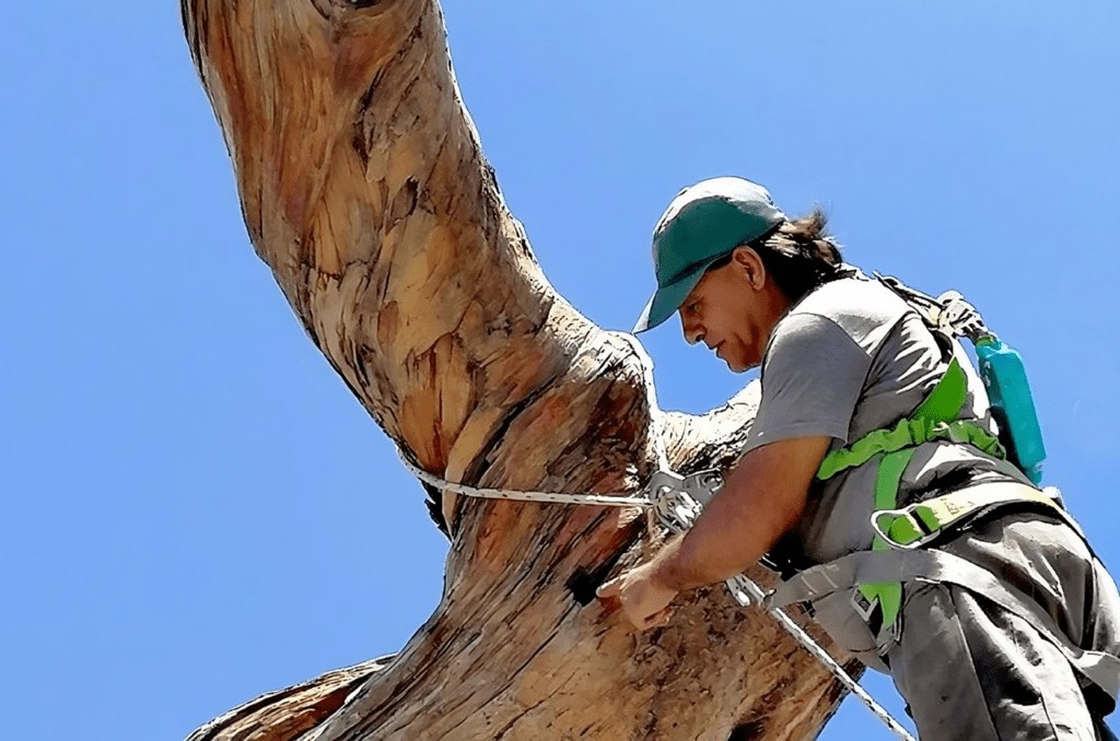 Se completó un minucioso trabajo de conservación en el Pino Histórico