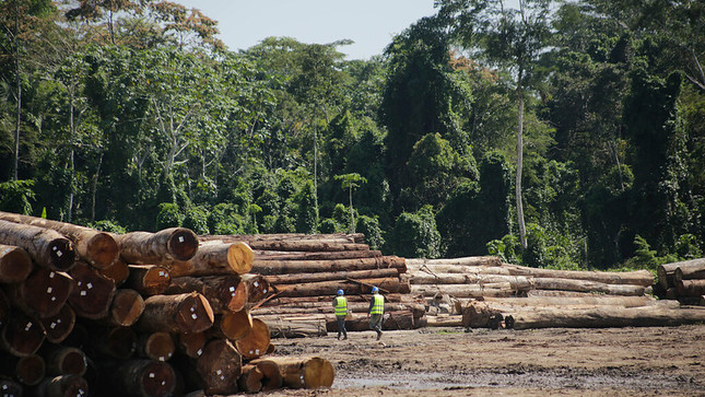 Perú: Ley Nº 31973 formaliza la ilegalidad y la impunidad para destruir bosques