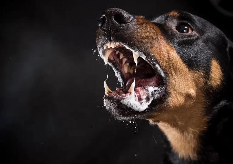 Estos tres animales, que pueden parecerte inofensivos, matan cientos de miles de personas al año