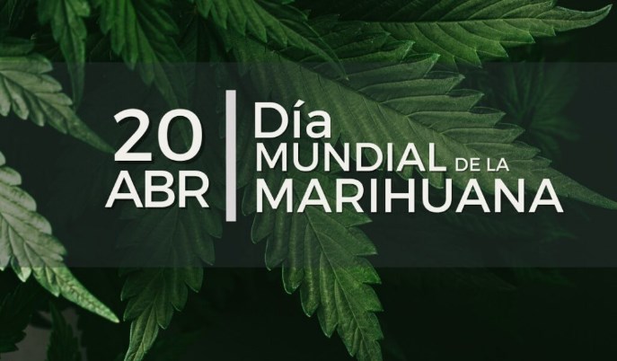 20230420 USO DEL CANNABIS. Se celebra el Día Mundial de la Marihuana dentro de la cultura del consumo de la planta Cannabis, actualmente legalizado en varios países. El aceite de Cannabis es autorizado en la Argentina con fines medicinales.