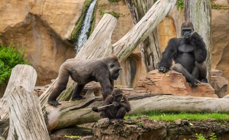 Los BIOPARC apelan a nuestra condición de naturaleza para motivar hacia la conservación de nuestro planeta