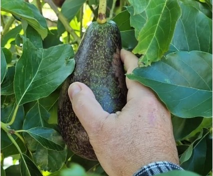 Palta/Aguacate tiene un curioso efecto sobre la salud entre sus consumidores