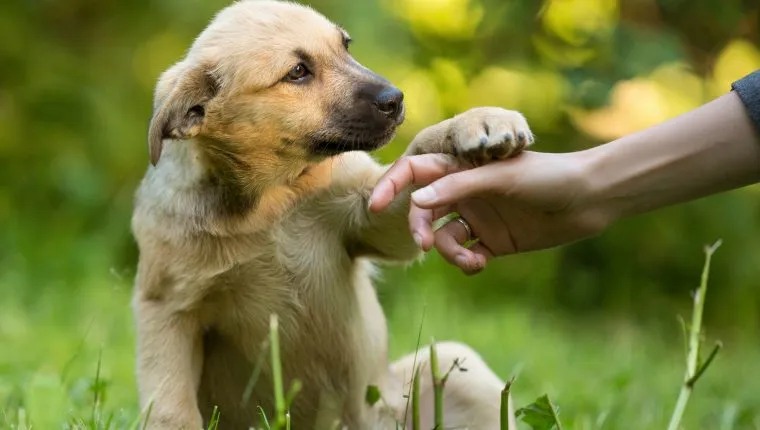 Las mascotas también sufren la ola de calor