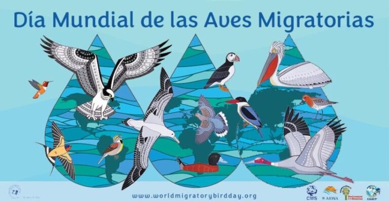 Naturalistas celebran Día Mundial de las Aves Migratorias