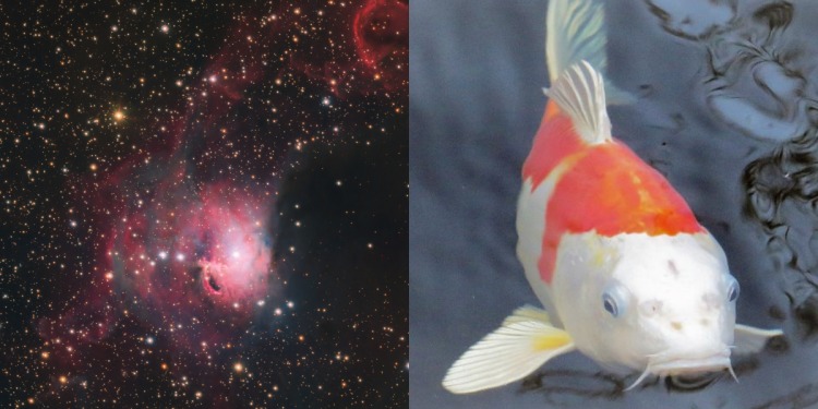 ¡Los peces viven en el espacio! Captan colorida nebulosa de Pez Koi