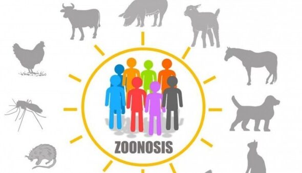 Zoonosis: ¿Cuál es el impacto que generan las enfermedades de origen animal?