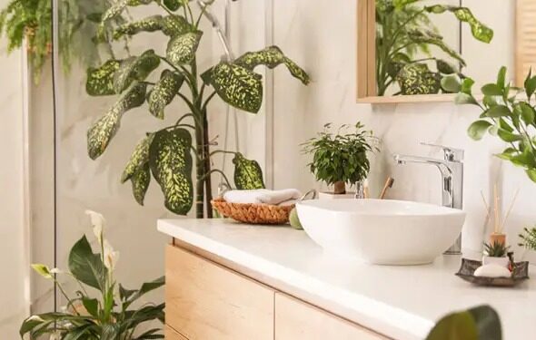 ¿Cuáles son las mejores plantas para tener en el baño?