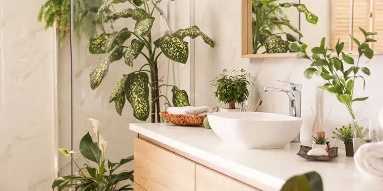 ¿Cuáles son las mejores plantas para tener en el baño?