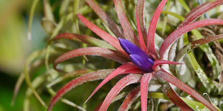 Plantas de aire: tipos y cómo plantarlas en casa