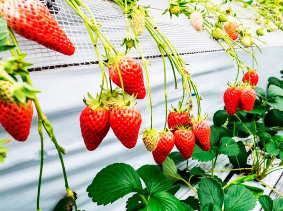 5.000 plantas de frutilla como ‘Vigilantes del aire’