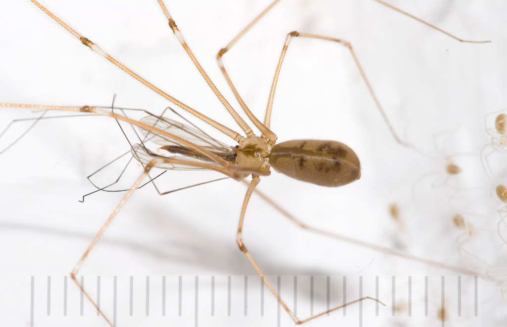 La fascinante araña patas largas de pared