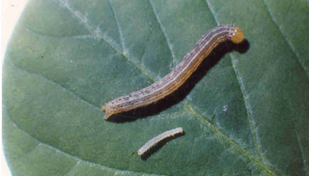 El “boom” de los biológicos: una empresa argentina logró la aprobación de un bioinsecticida en EEUU